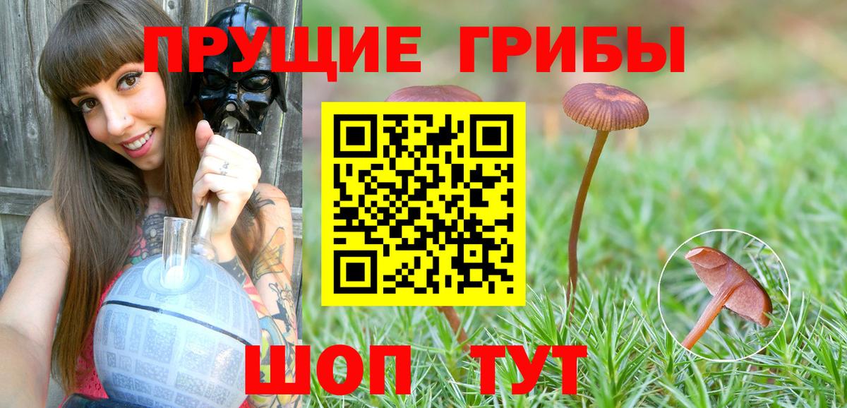 Псилоцибиновые грибы Cubensis Малоярославец